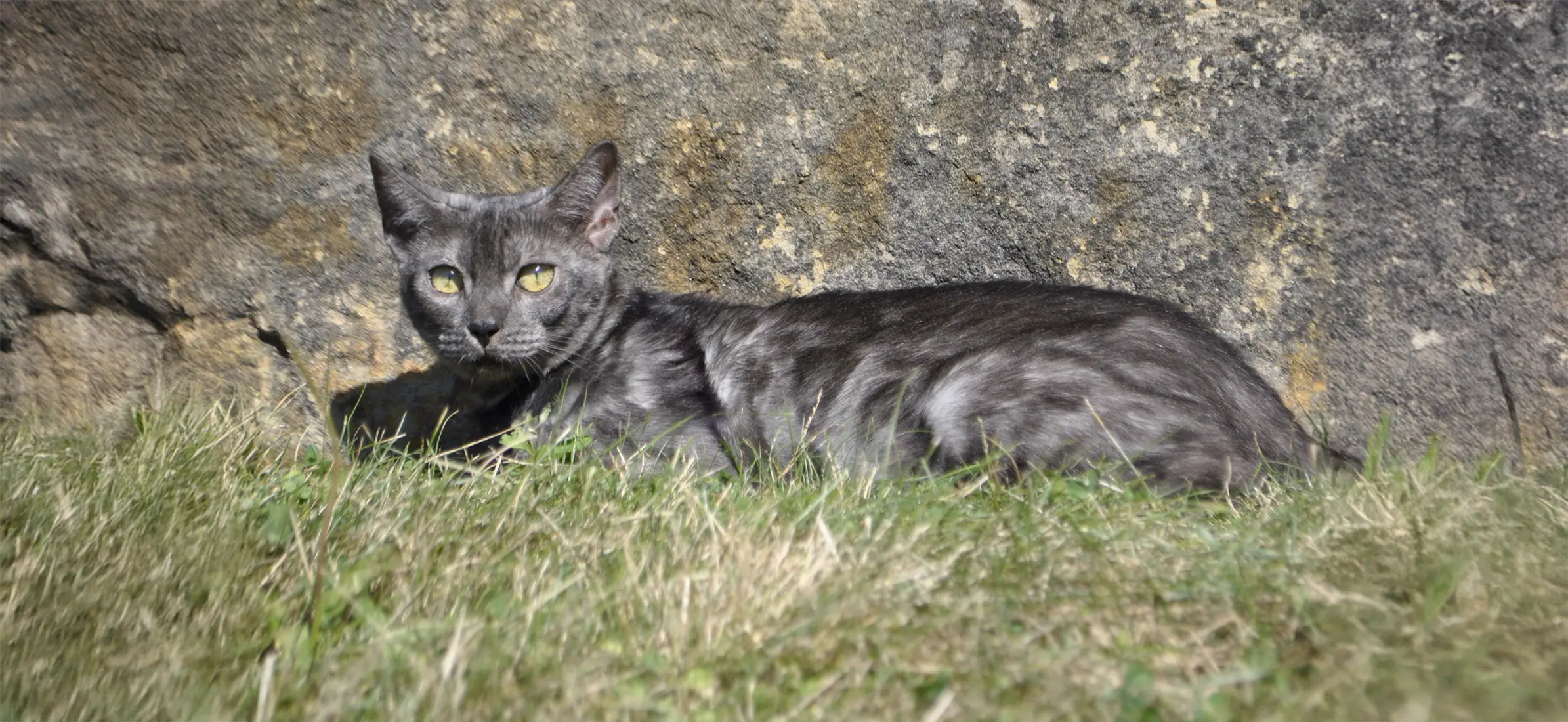 A bengal cat on the grass