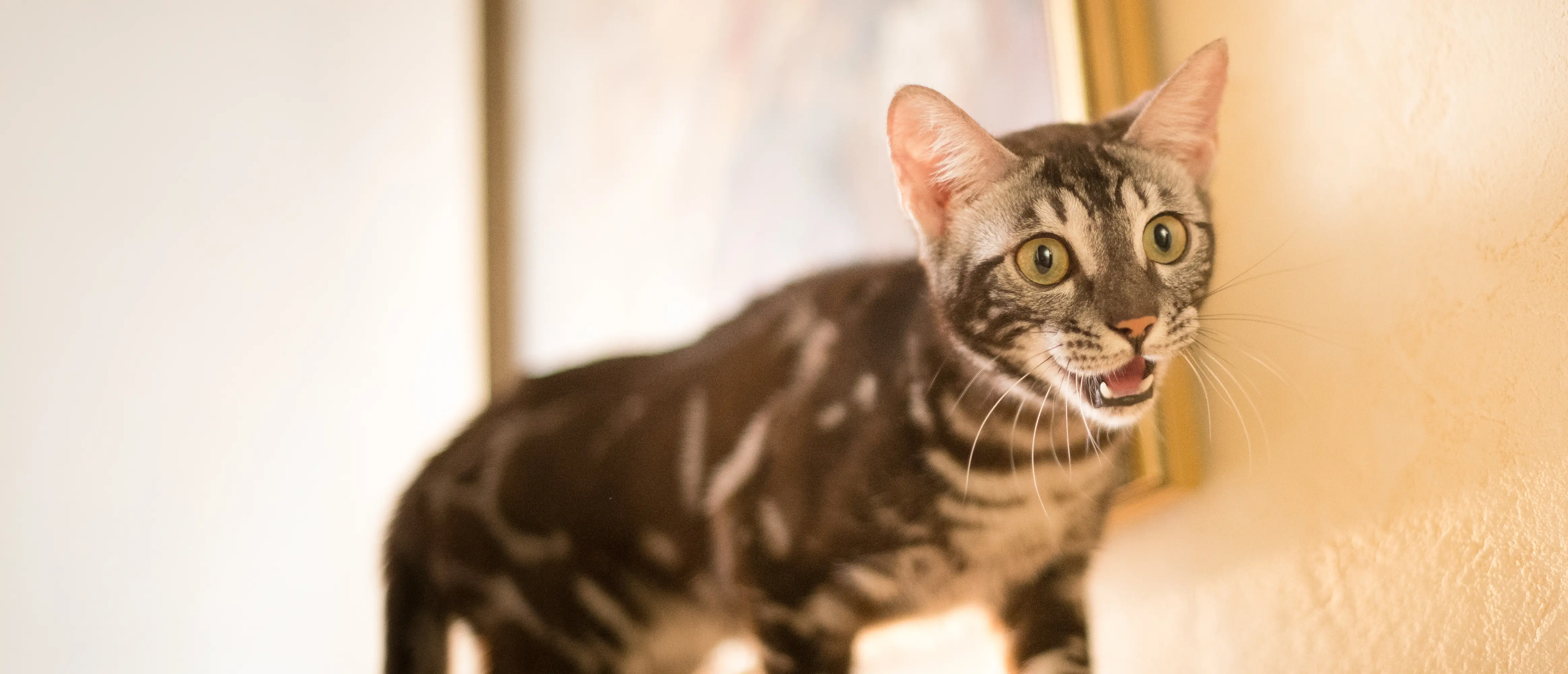 an excited cat on furniture